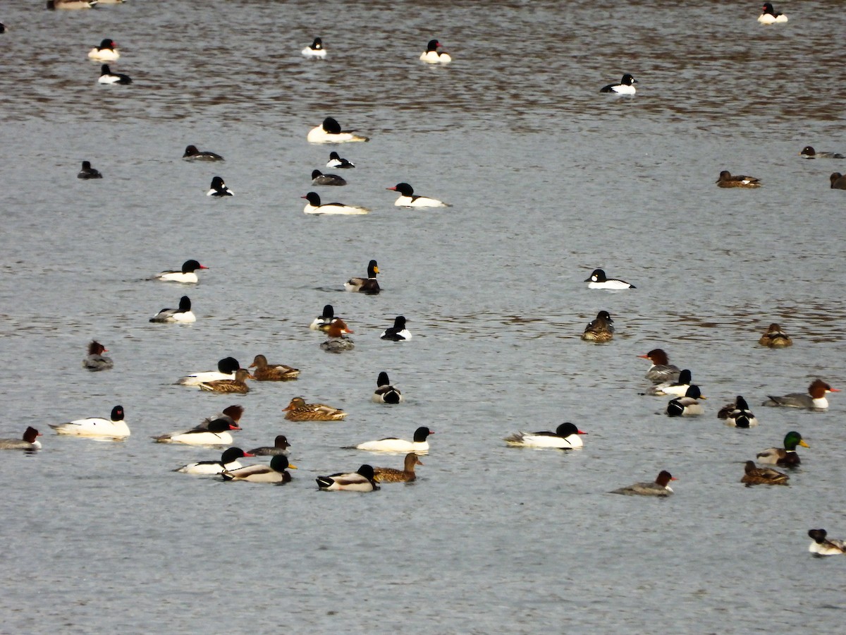 kachnovití sp. - ML647258431