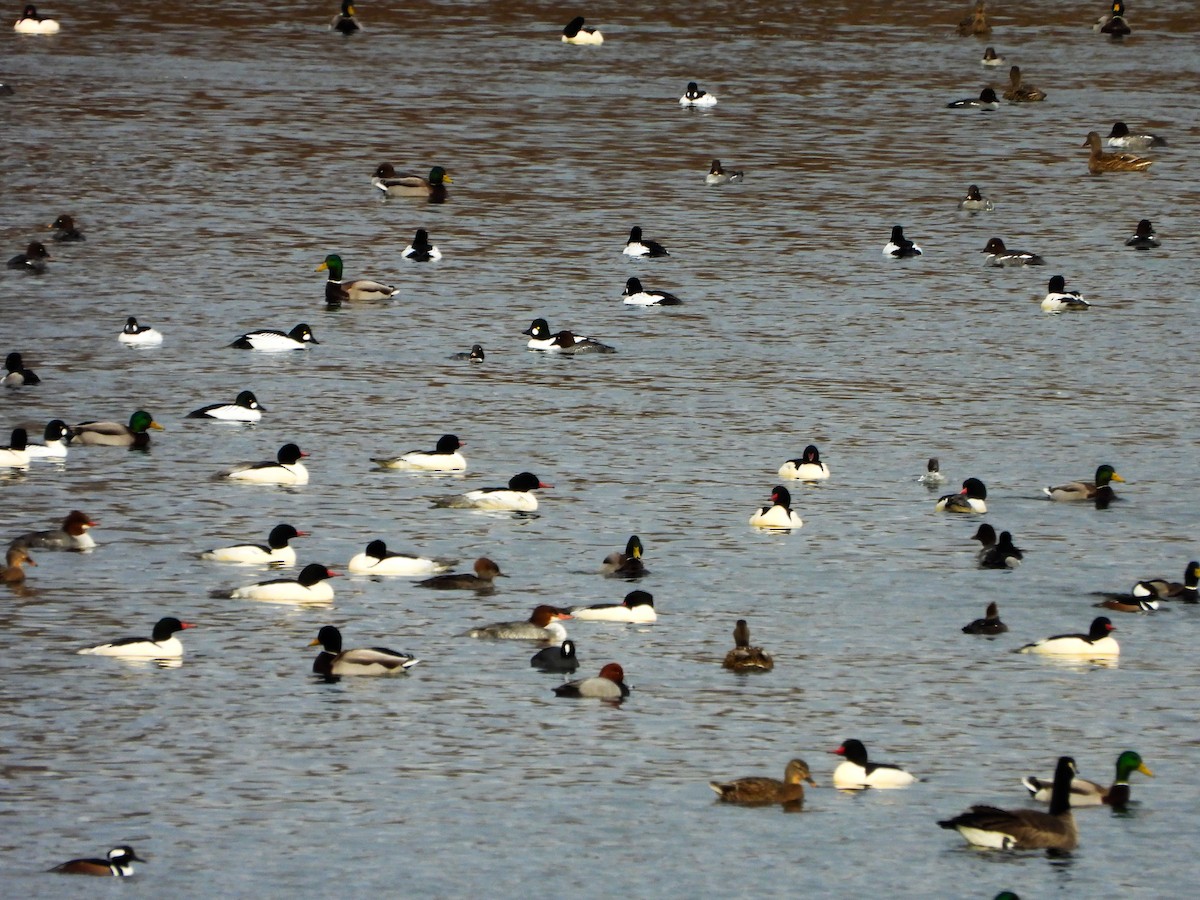 kachnovití sp. - ML647258432