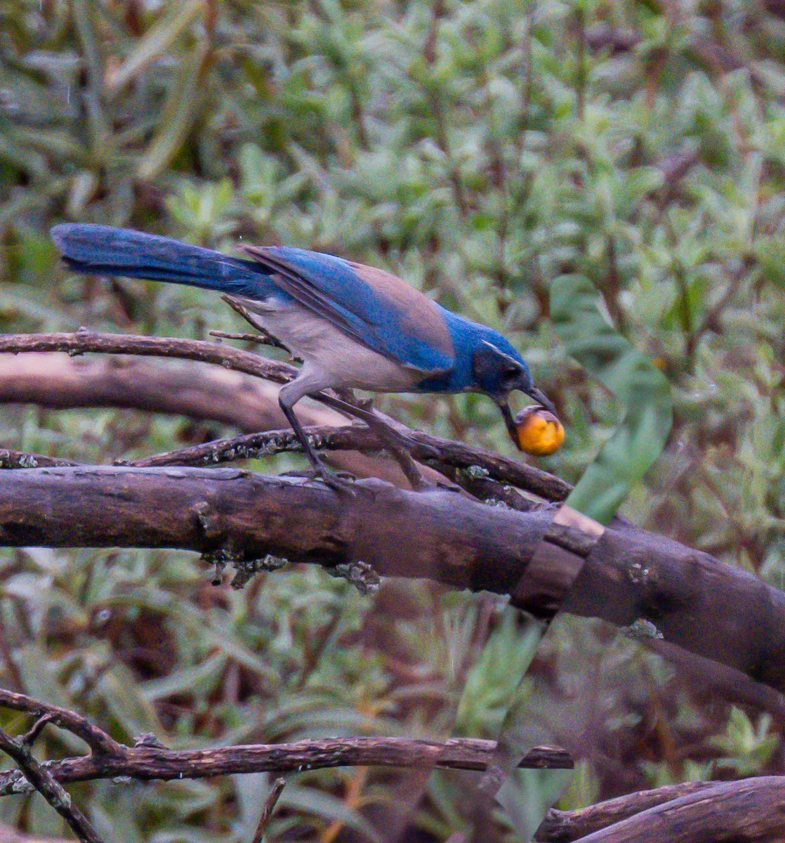 sojka západní - ML647258435