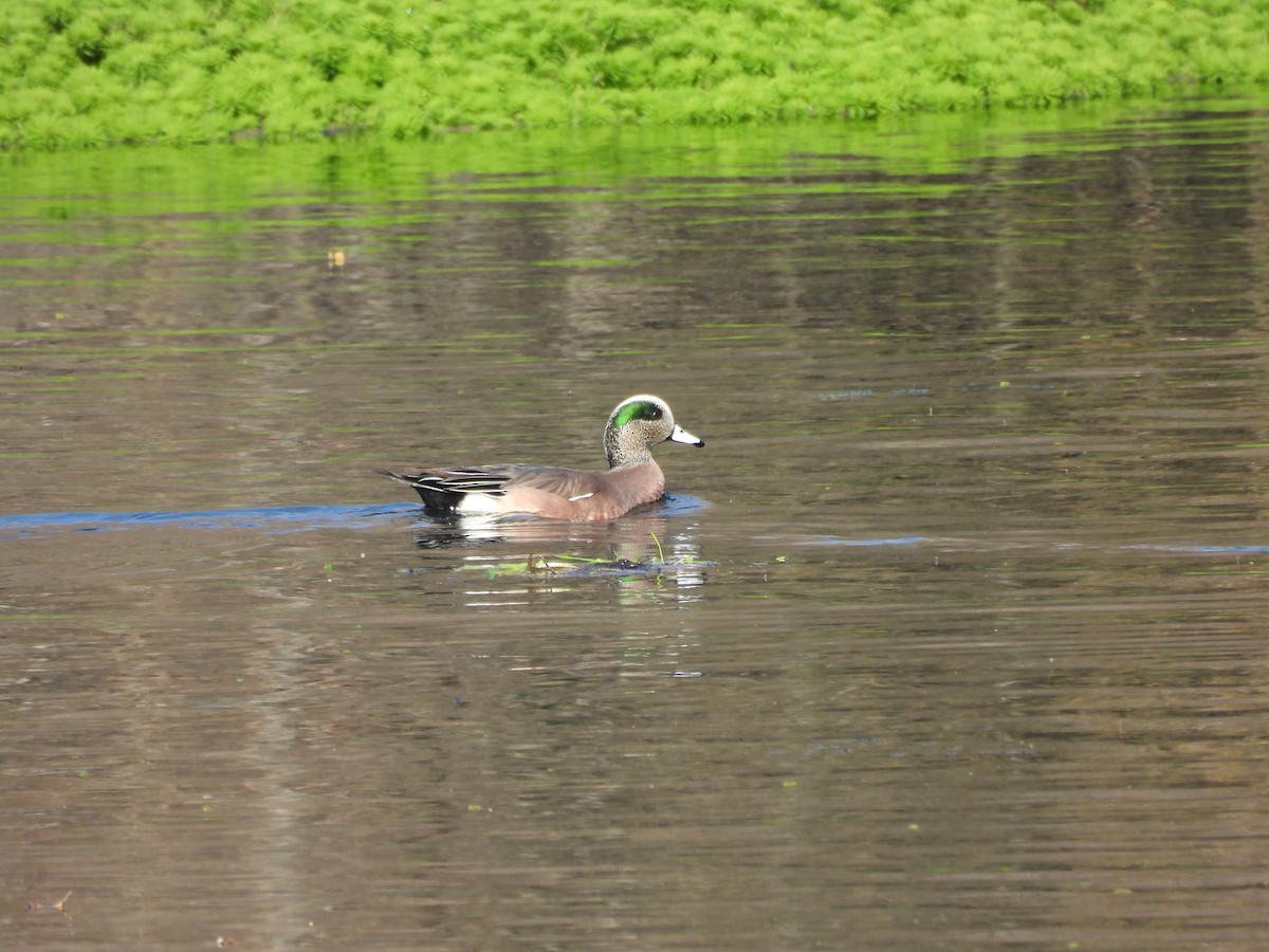 American Wigeon - ML647258436