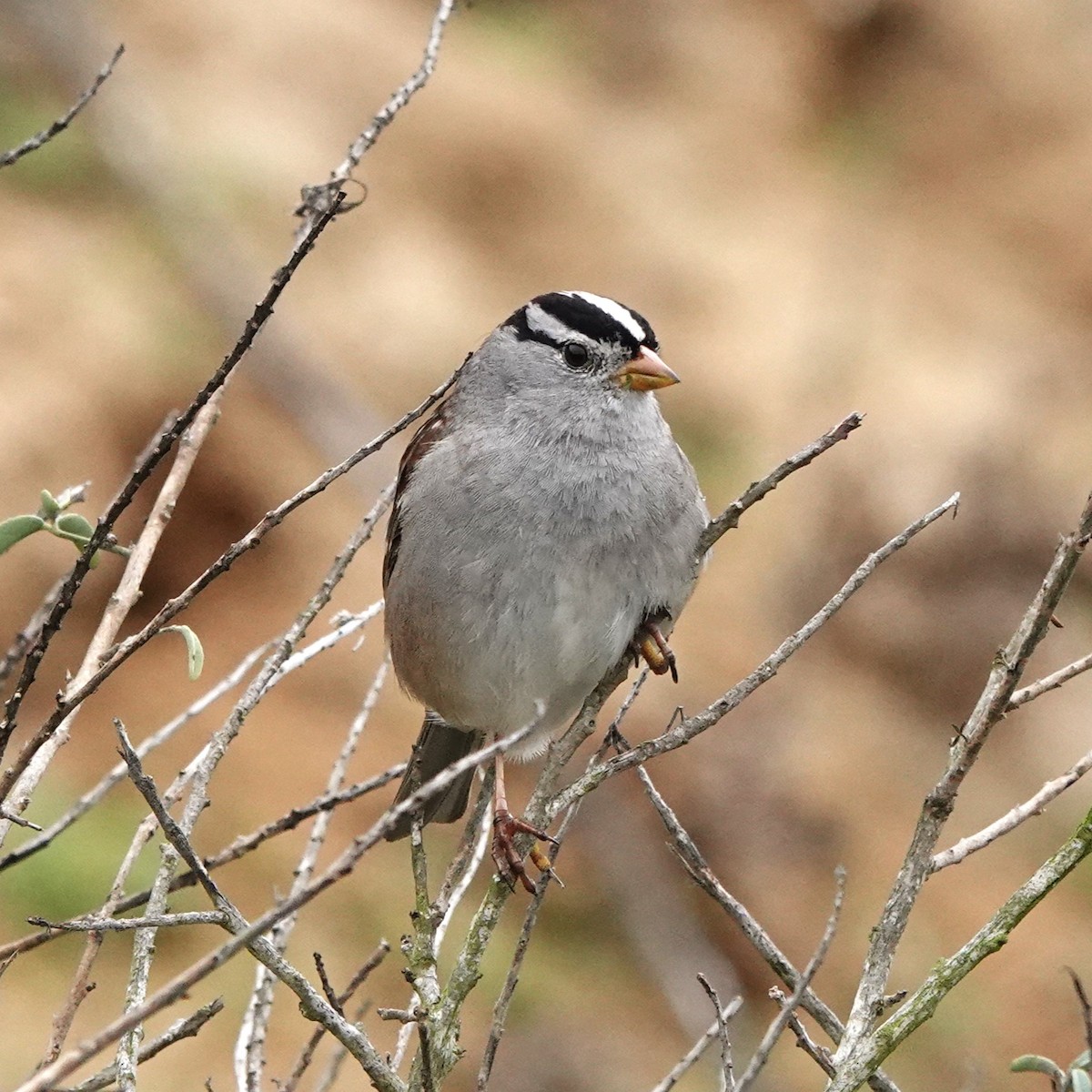 White-crowned Sparrow - ML647258443