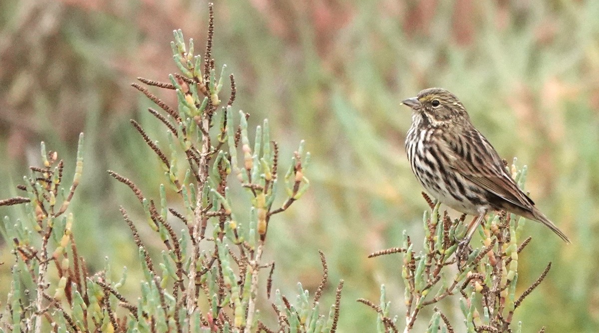 Savannah Sparrow - ML647258448
