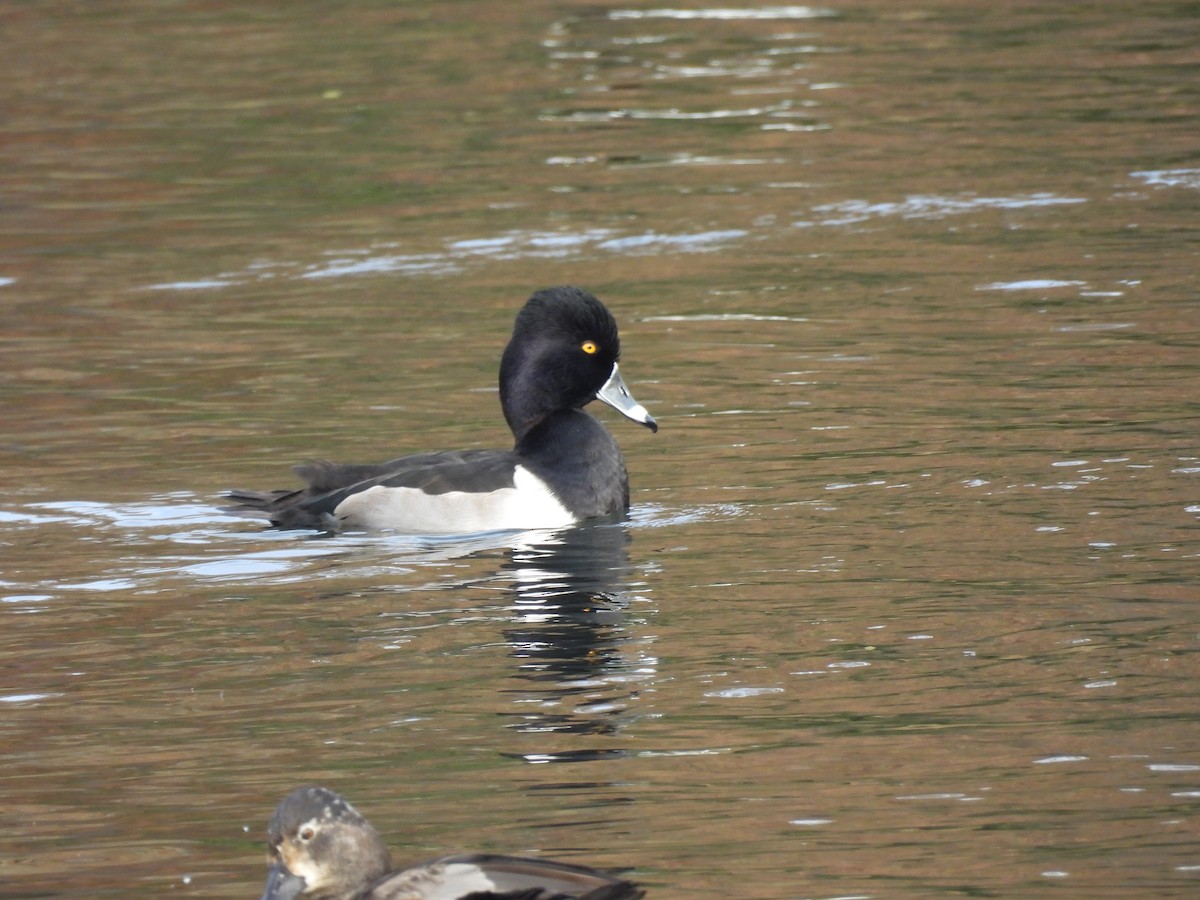 Ring-necked Duck - ML647258455