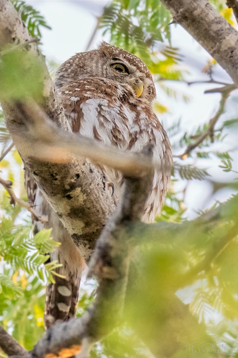 İncili Serçe Baykuşu - ML647258466