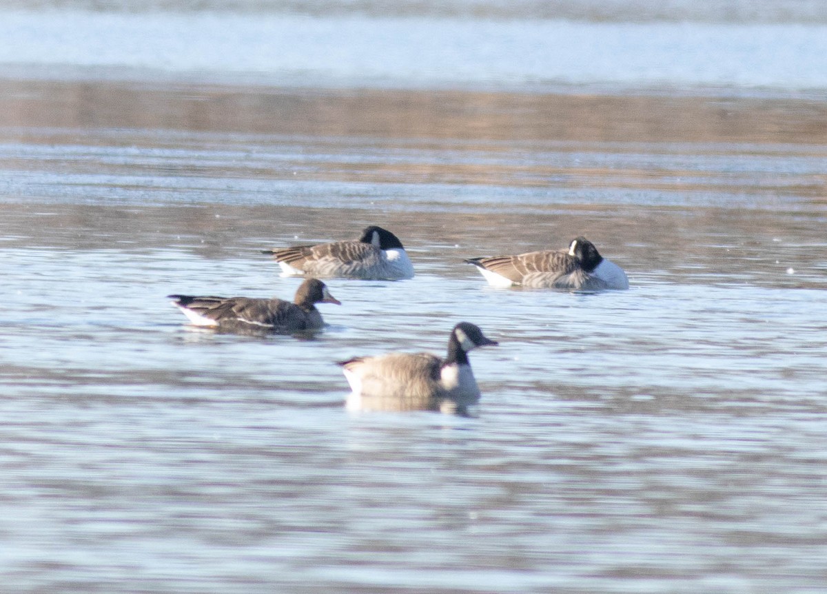 Greater White-fronted Goose - ML647258468