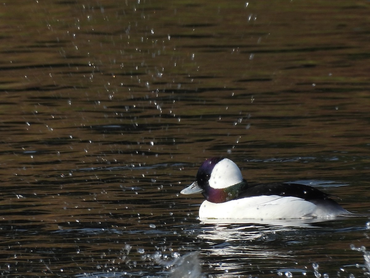 Bufflehead - ML647258480
