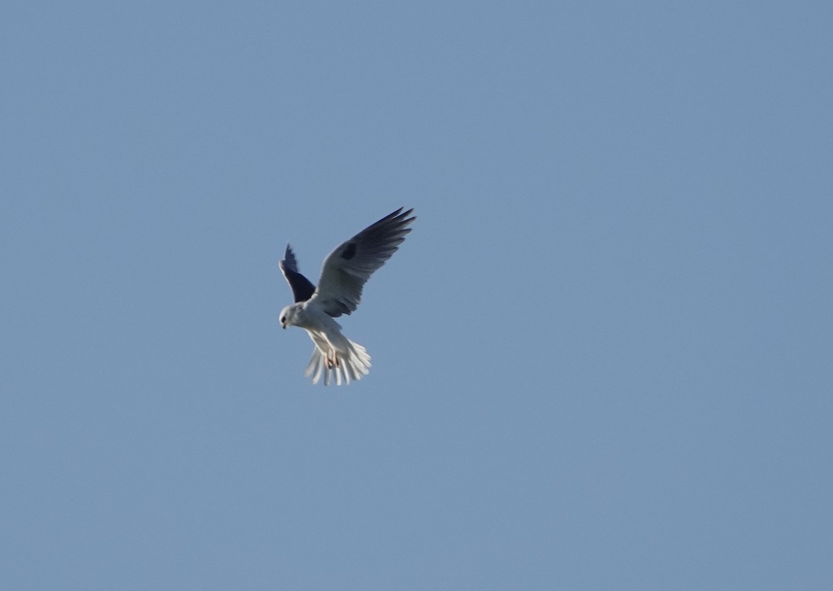 White-tailed Kite - ML647258483