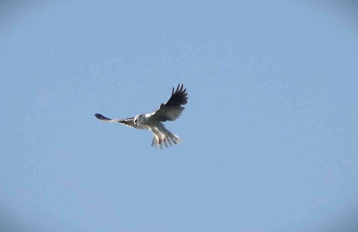 White-tailed Kite - ML647258488