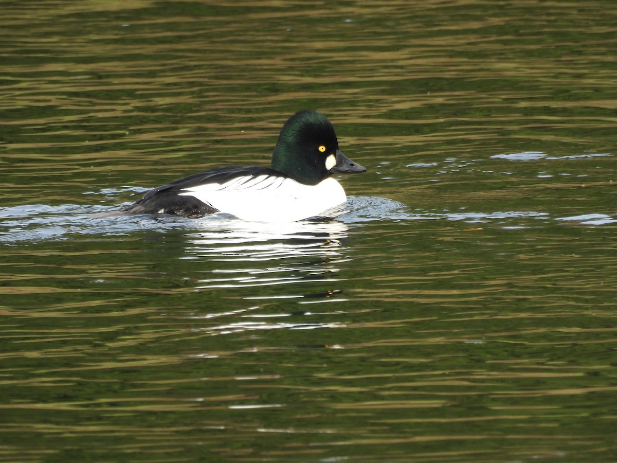 Common Goldeneye - ML647258496