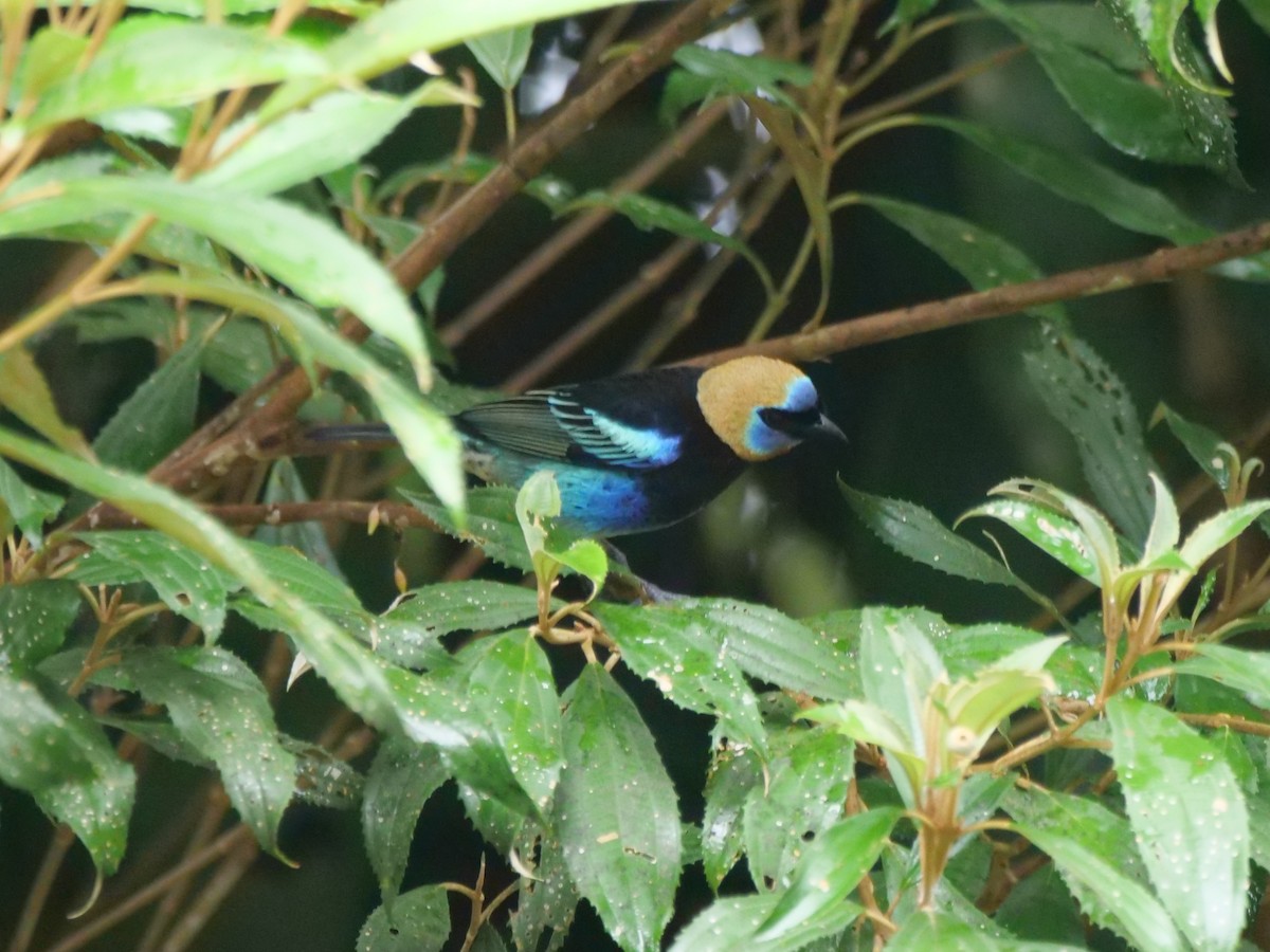 Golden-hooded Tanager - ML647258499