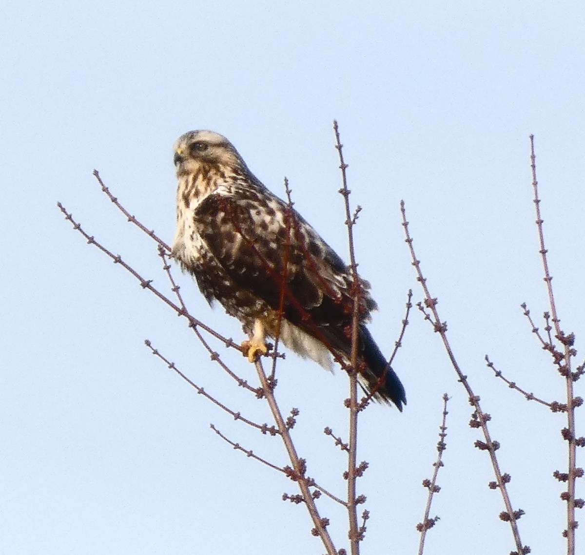 Rough-legged Hawk - ML647258500