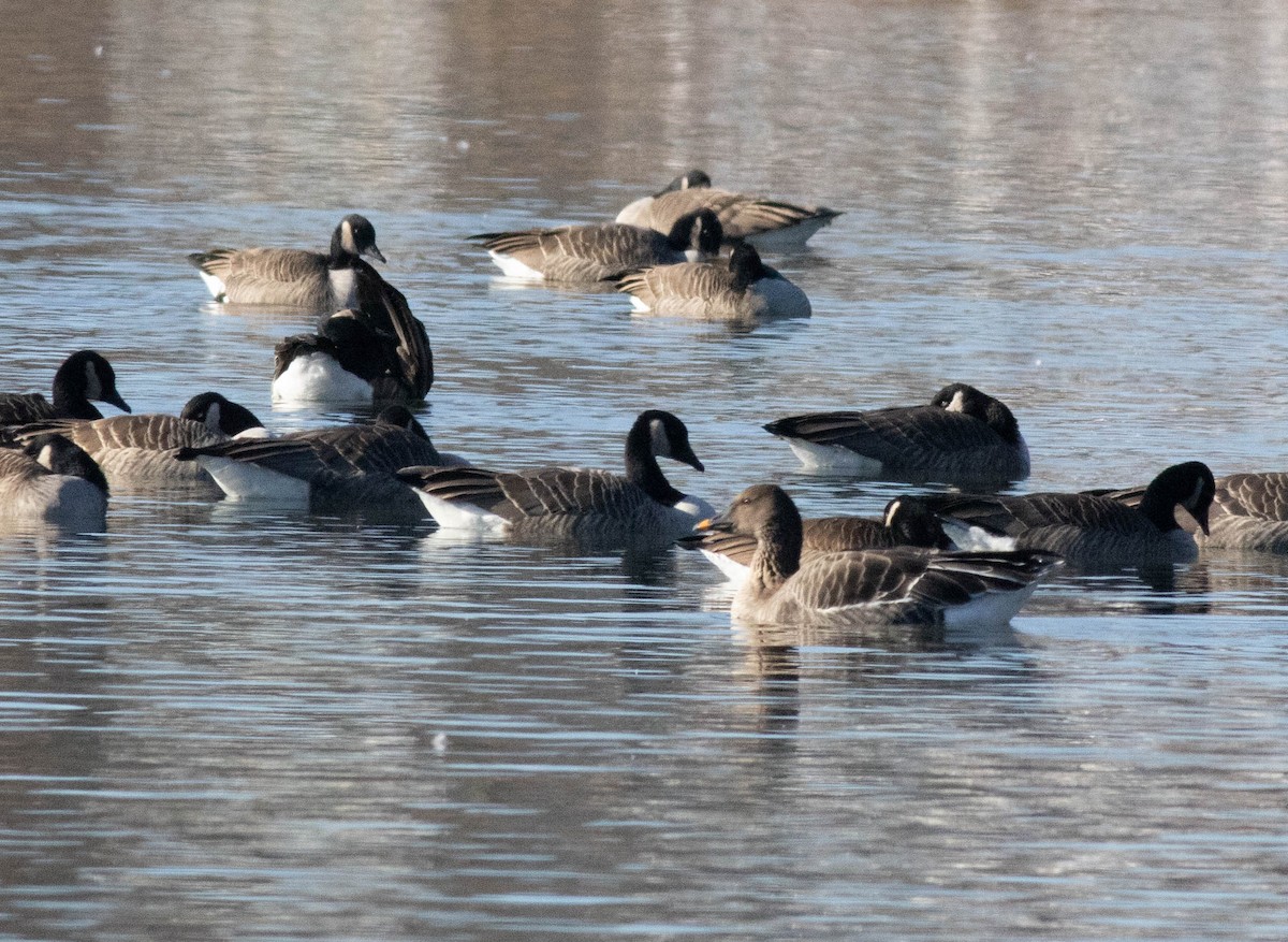 Tundra Bean-Goose - ML647258509