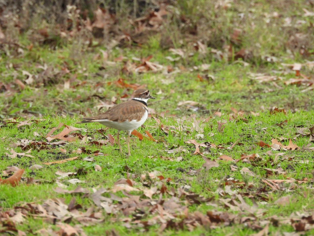 Killdeer - ML647258518