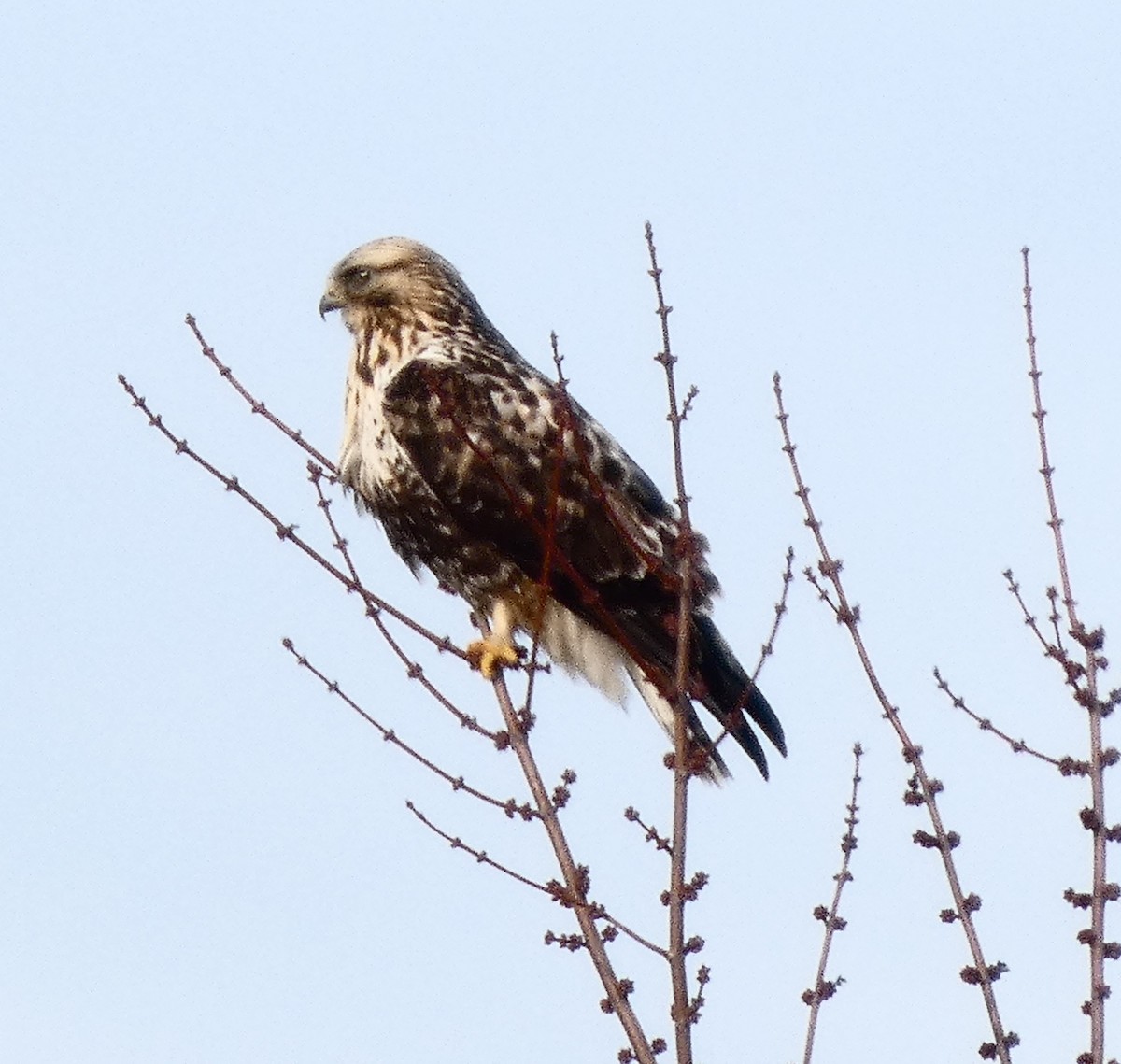 Rough-legged Hawk - ML647258519
