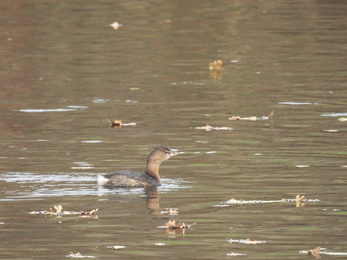 Pied-billed Grebe - ML647258535
