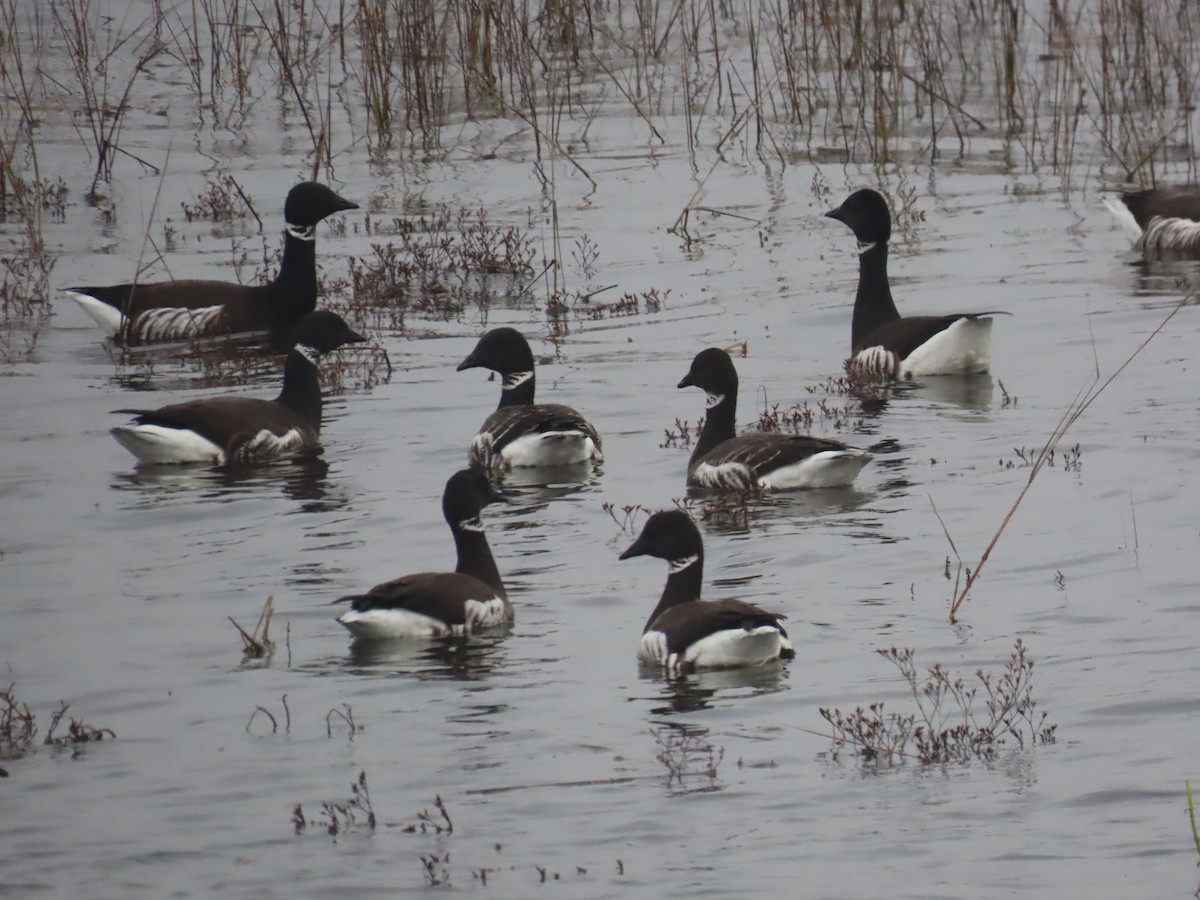 Branta musubeltza - ML647258539