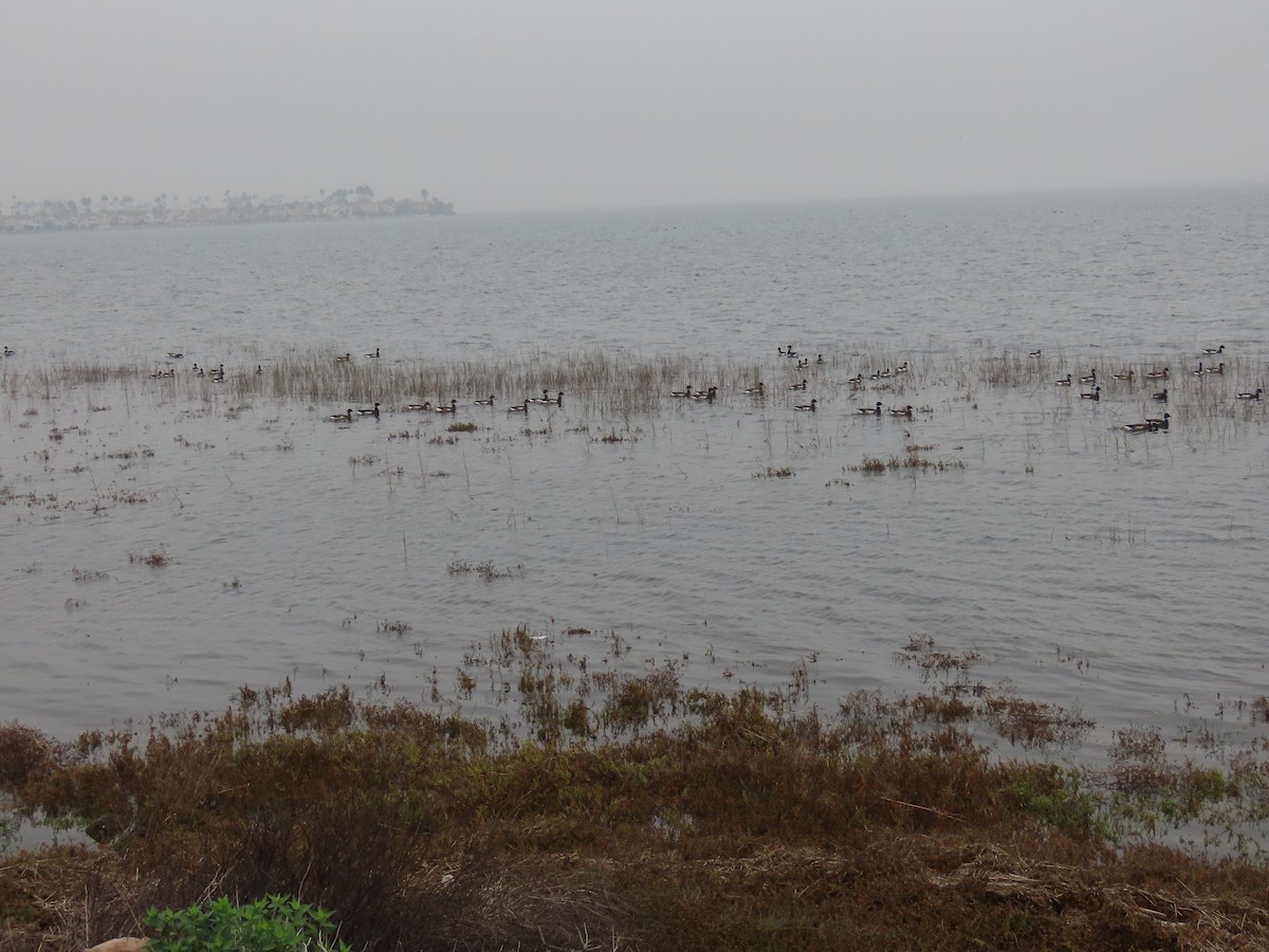 Branta musubeltza - ML647258543