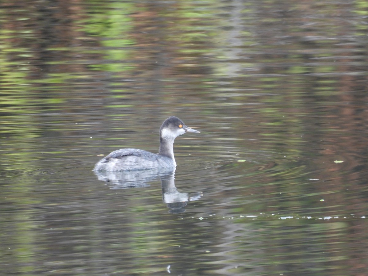 Eared Grebe - ML647258544