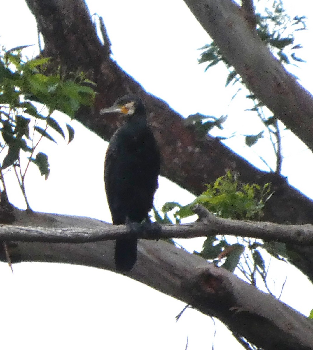 Большой баклан - ML647258549