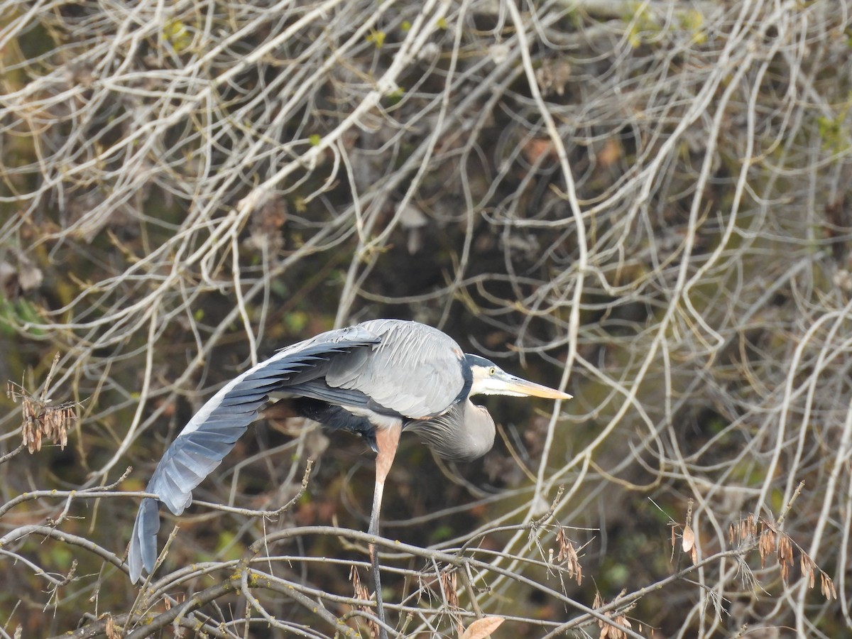 Great Blue Heron - ML647258550