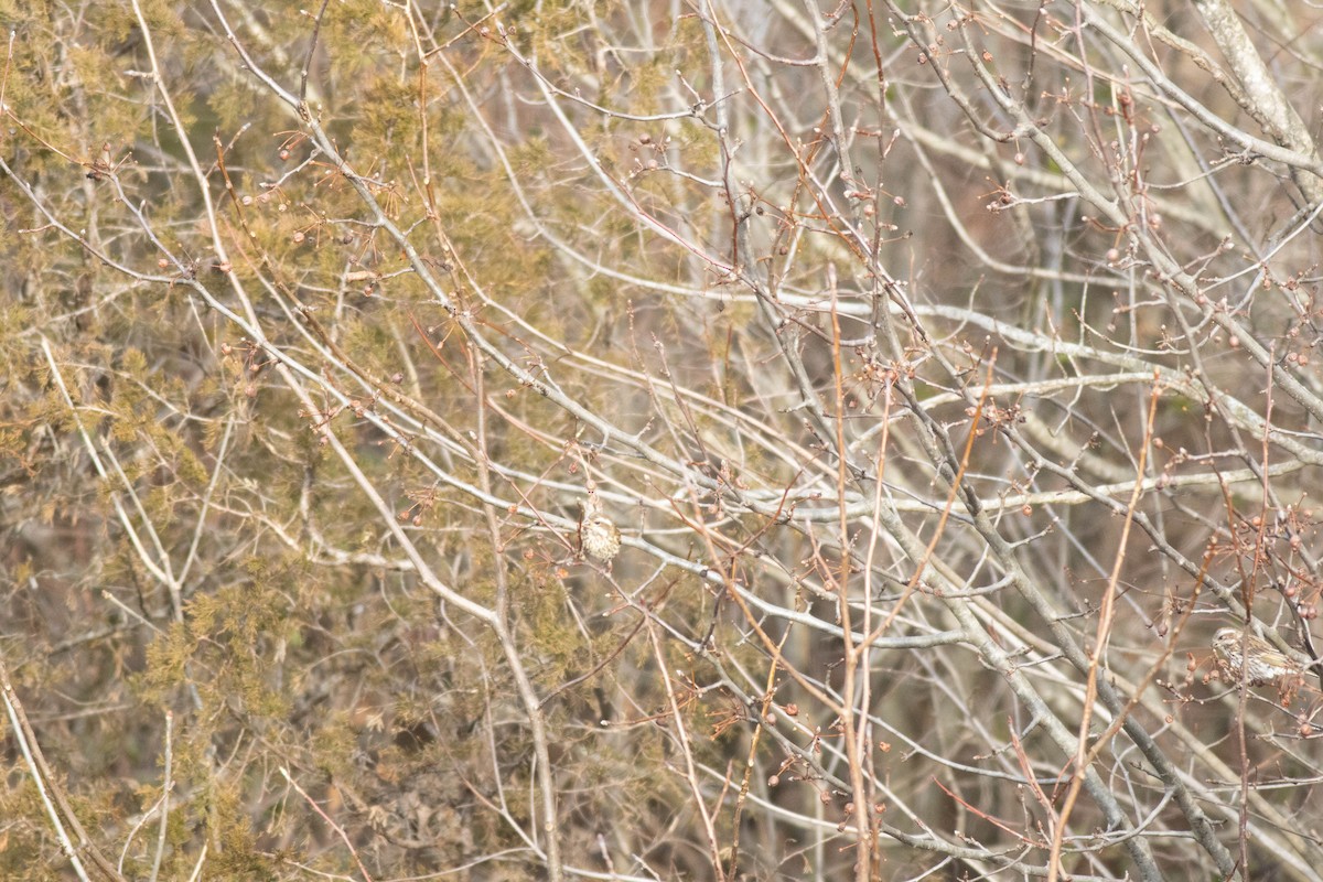 Purple Finch - ML647258552