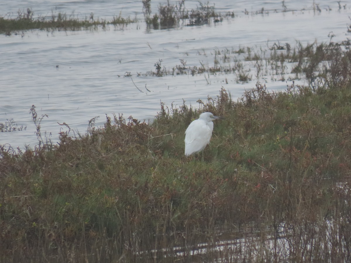 Koartzatxo urdina - ML647258556