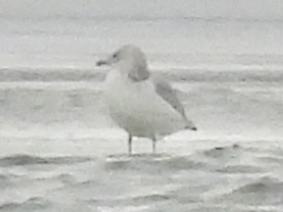 gull sp. - ML647258559