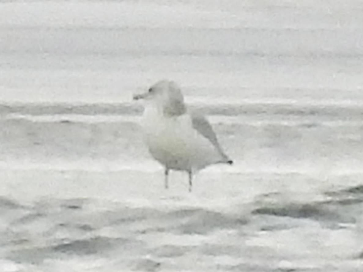 gull sp. - ML647258560