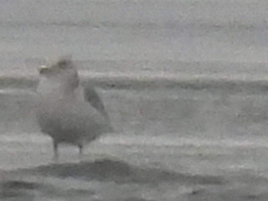 gull sp. - ML647258561