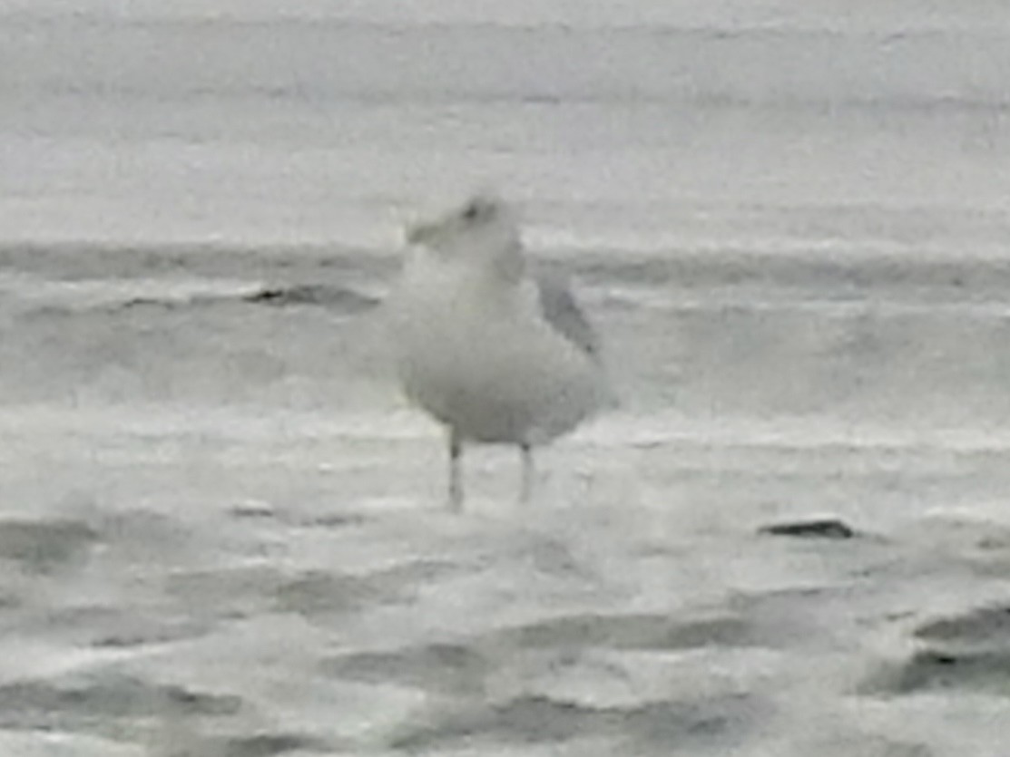 gull sp. - ML647258562