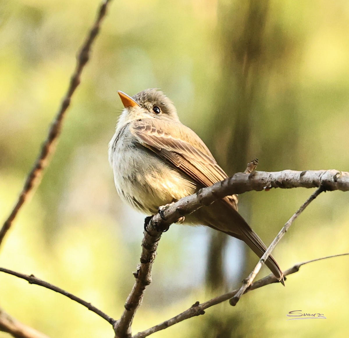 Піві великий - ML647258564