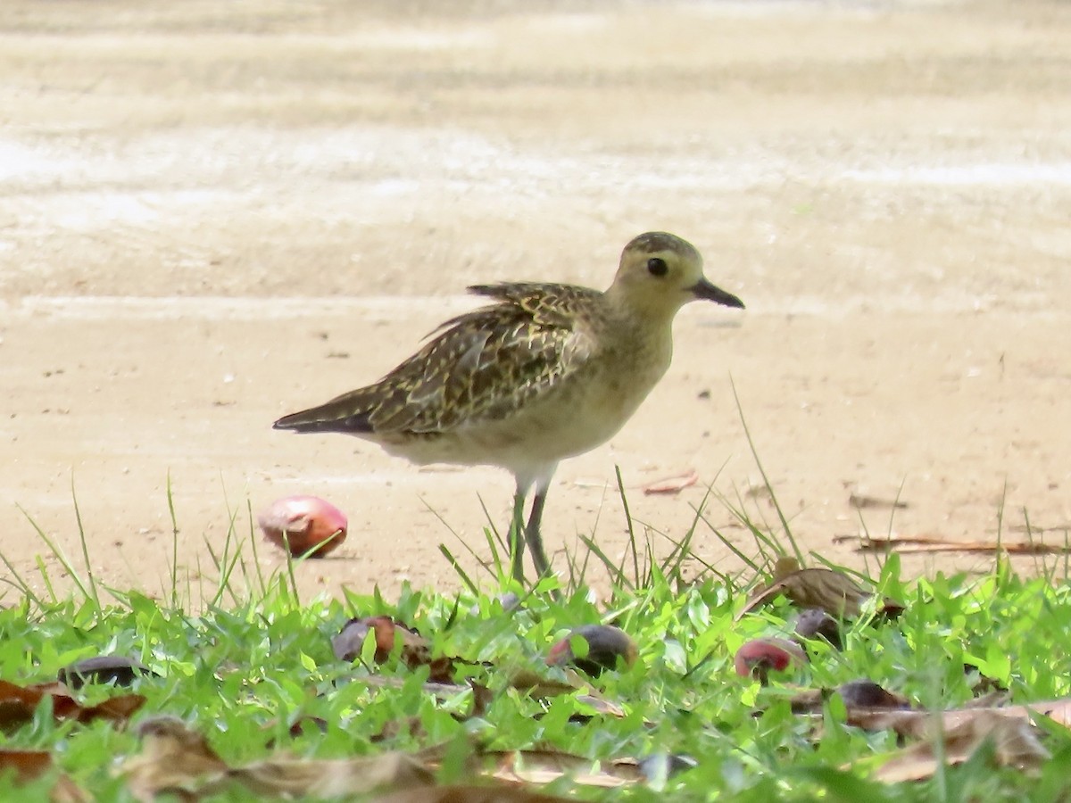 kulík pacifický - ML647258574