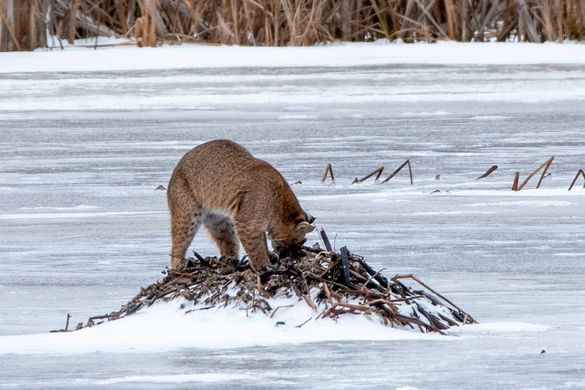 Bobcat - ML647258575