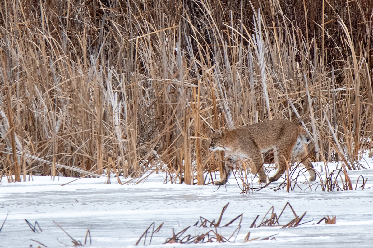 Bobcat - ML647258576