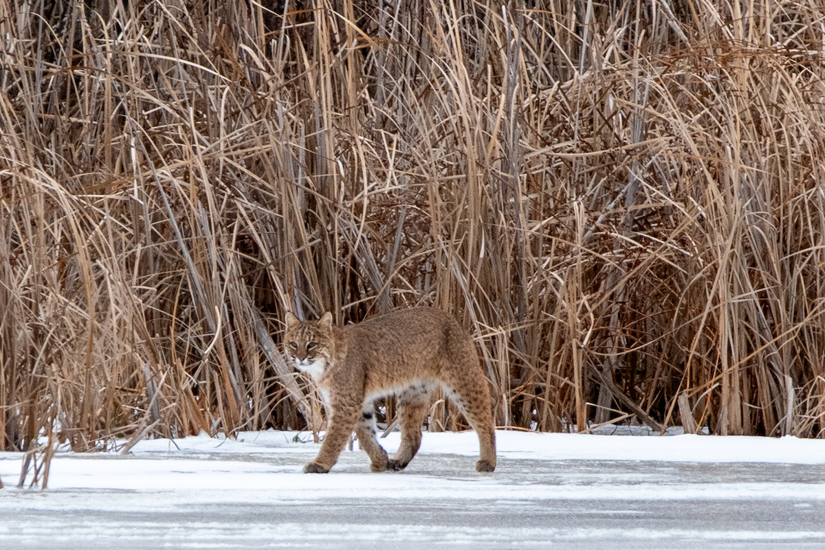 Bobcat - ML647258577