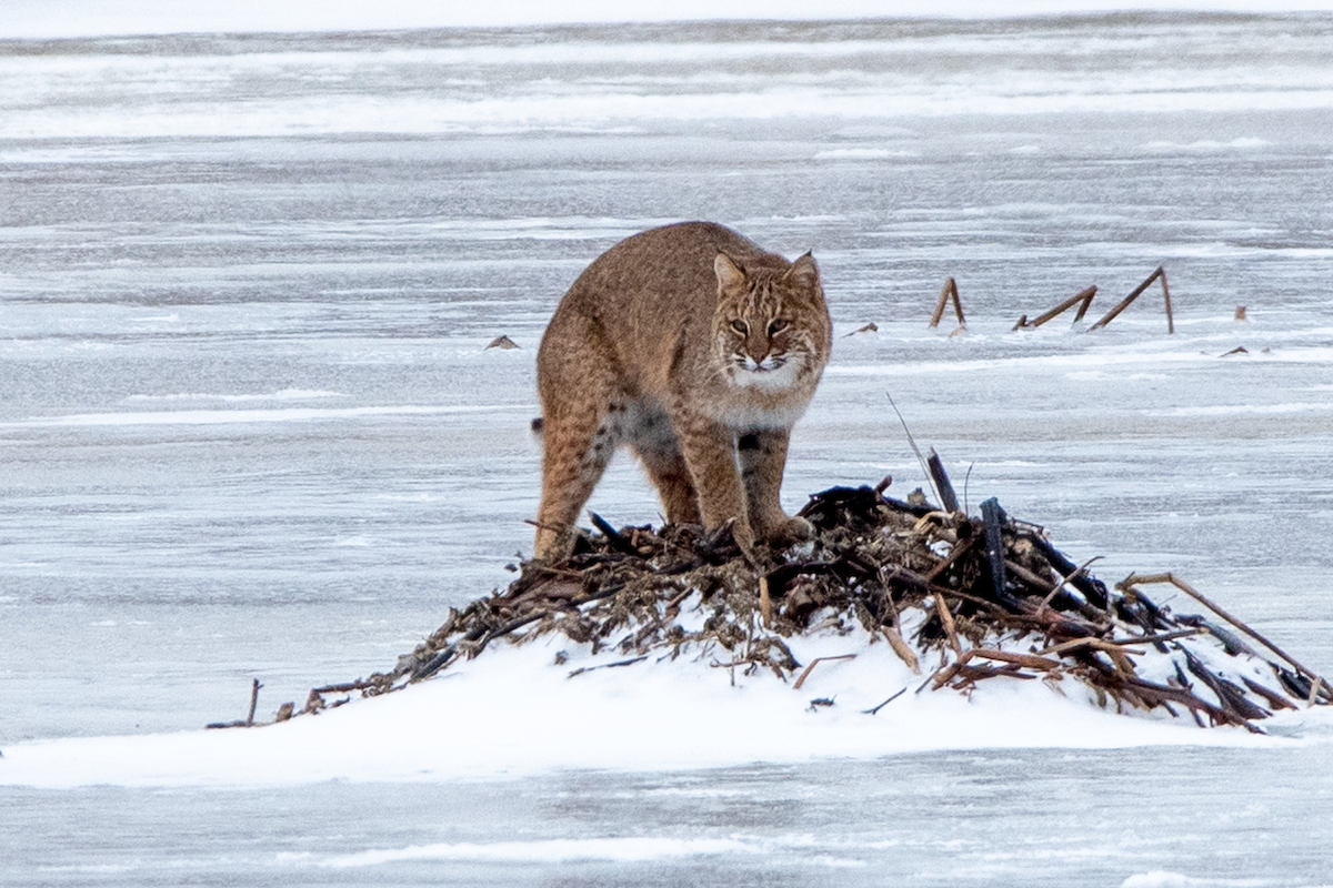 Bobcat - ML647258578