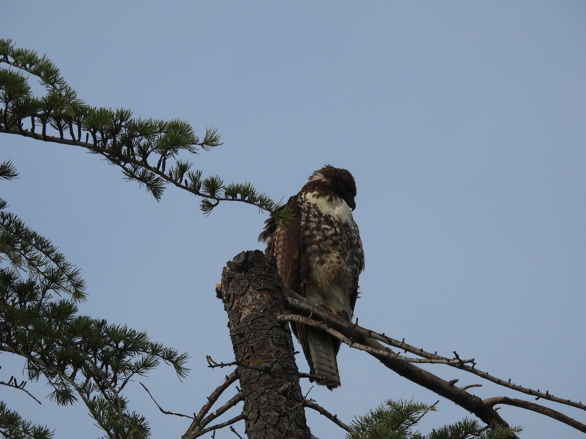 Red-tailed Hawk - ML647258579