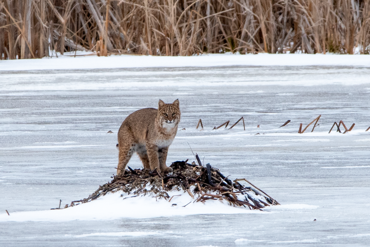 Bobcat - ML647258580