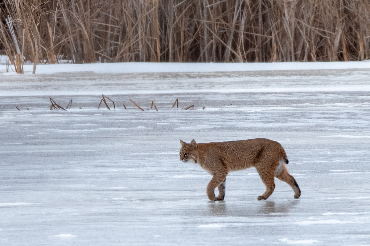 Bobcat - ML647258581