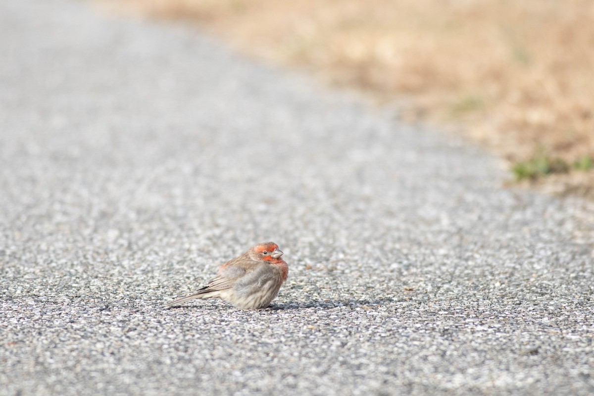 House Finch - ML647258582