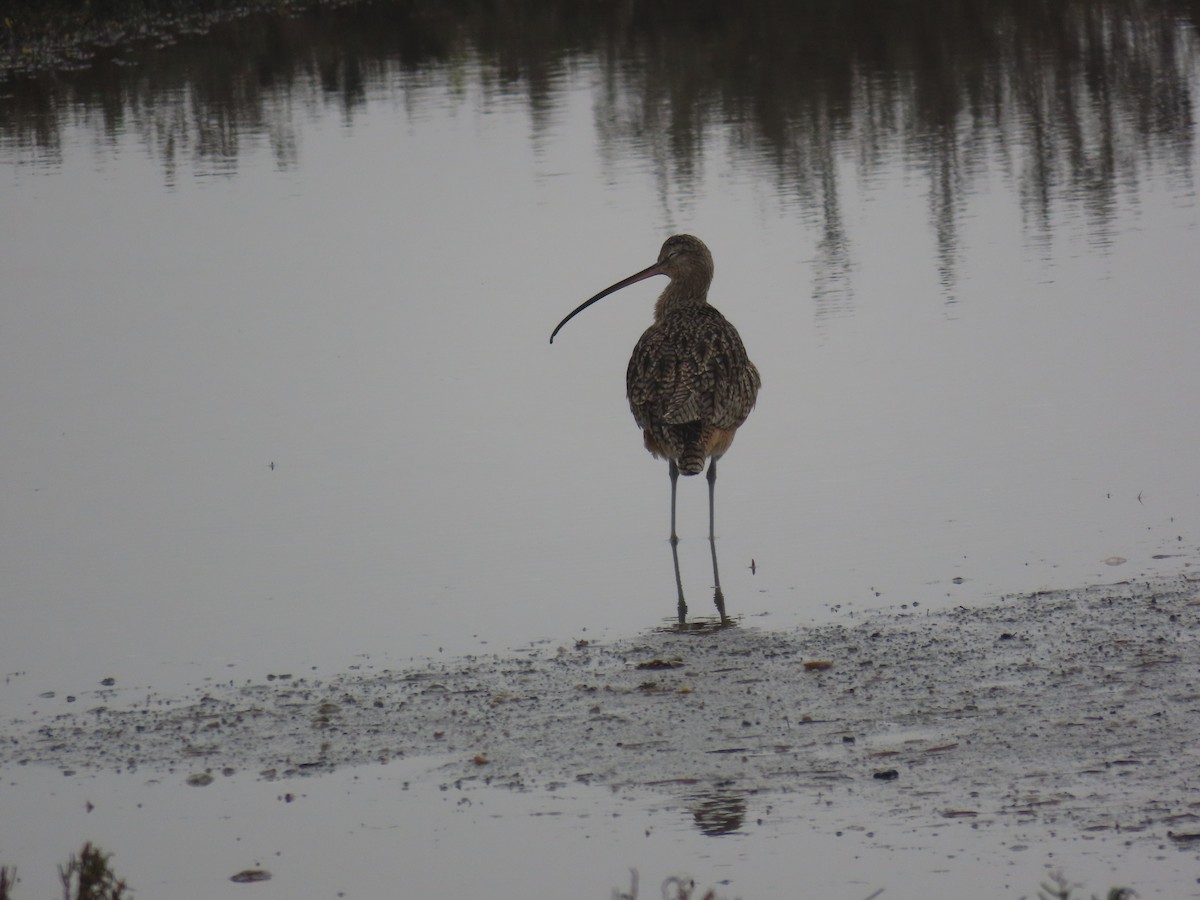 Кульон американський - ML647258583