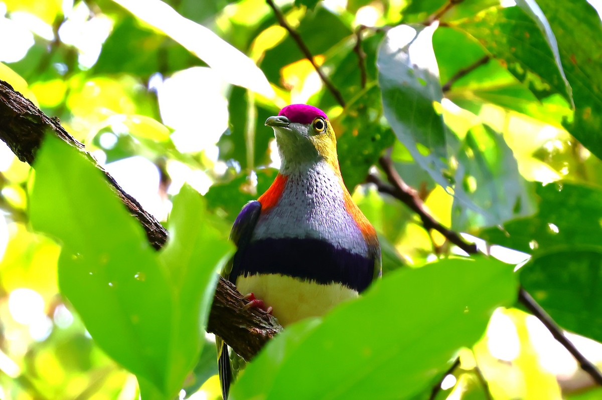 Superb Fruit-Dove - ML647258585