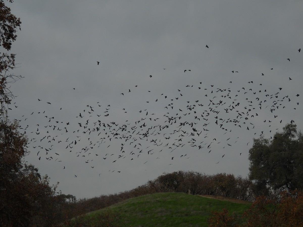 Corvo imperiale - ML647258596