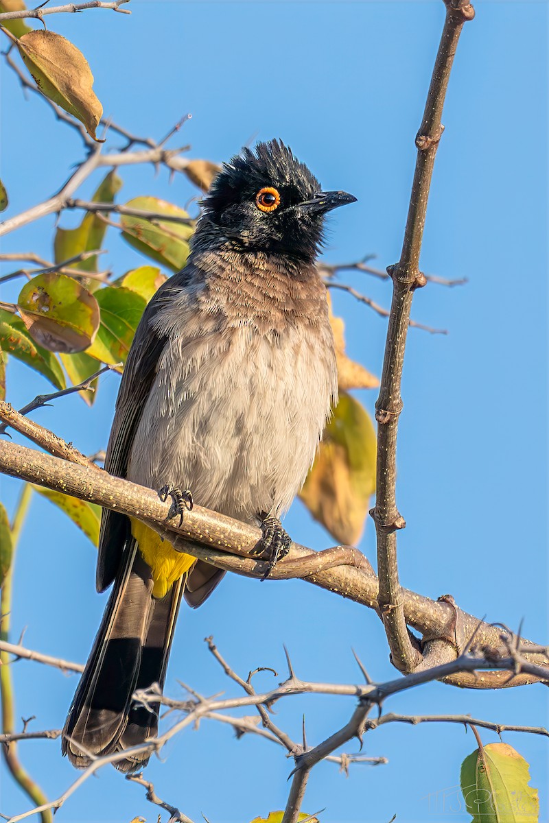 Black-fronted Bulbul - ML647258612