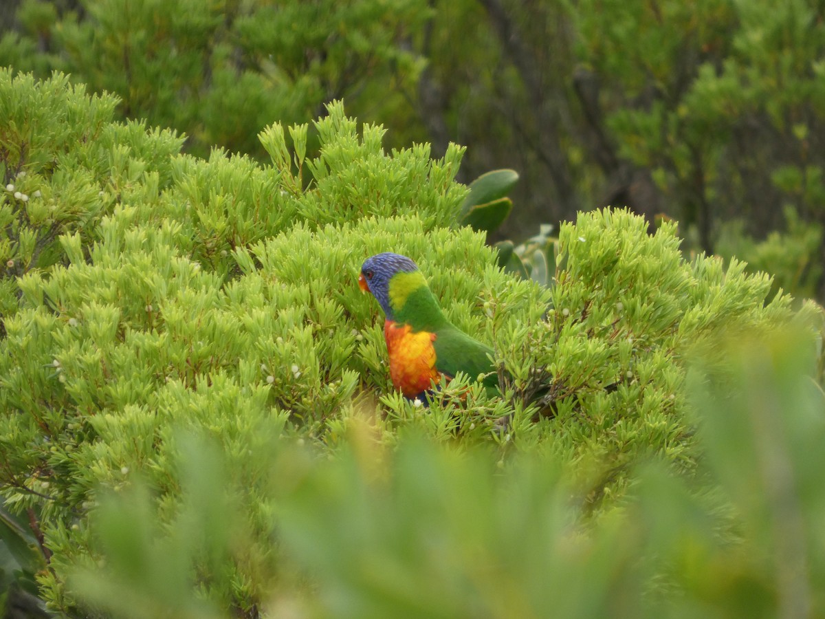 Loriquet arc-en-ciel - ML647258615