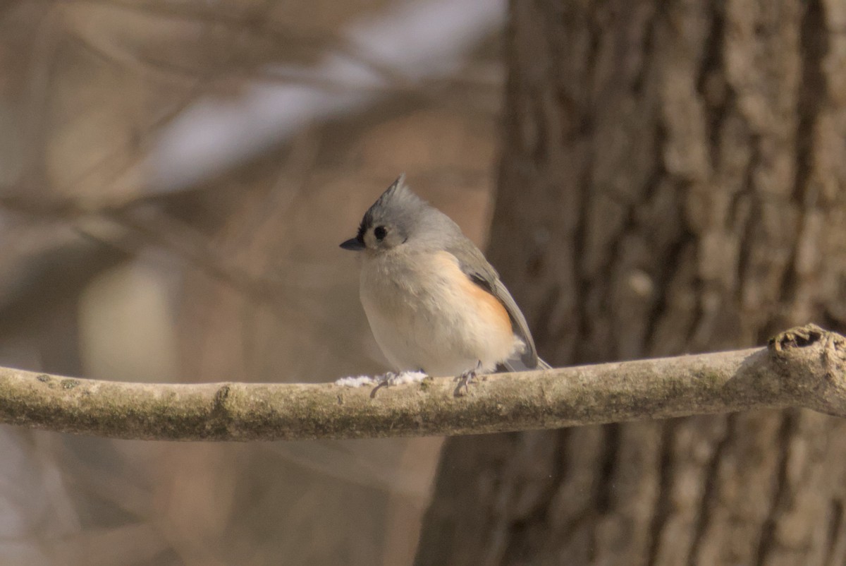 gråduskmeis - ML647258619