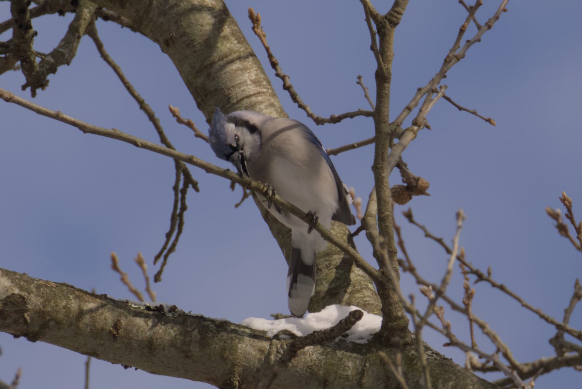 Geai bleu - ML647258636