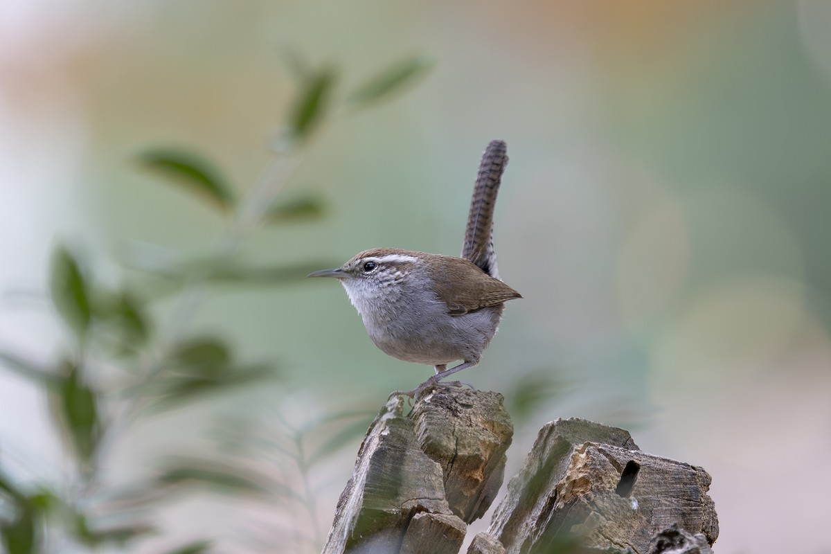 Troglodyte de Bewick - ML647258639