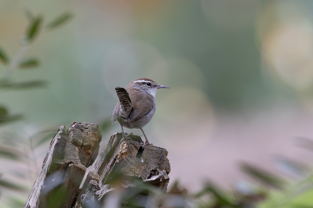 Troglodyte de Bewick - ML647258640