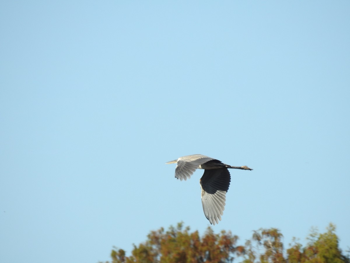 Grand Héron - ML647258641